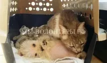 нападение бездомна