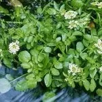 Жеруха - лікарська трава (41 фото) характеристики, терапевтичні властивості, застосування в жеруха