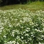 Жеруха - лікарська трава (41 фото) характеристики, терапевтичні властивості, застосування в лікарська