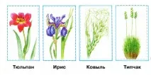 рослини