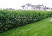 Жива огорожа з рослини Туя західна Брабант (Thuja occidentalis Brabant ) - продаж, посадка, огорожа
