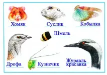 okrmir1234