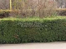 Жива огорожа з рослини Туя західна Брабант (Thuja occidentalis Brabant ) - продаж, посадка, жива