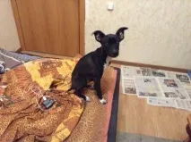 гладува гладува