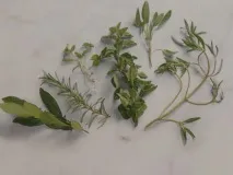 масата масата