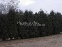 Жива огорожа з рослини Туя західна Брабант (Thuja occidentalis Brabant ) - продаж, посадка, огорожа