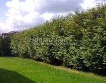 Жива огорожа з рослини Туя західна Брабант (Thuja occidentalis Brabant ) - продаж, посадка, огорожа