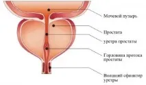 център всеволожск