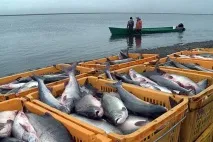 азовско продуктивност
