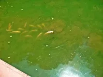 Чому каламутніє вода в ставку води