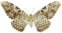 пеперуди сайт