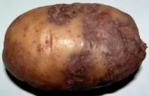 срещу късна