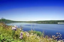 лечебна кавказката