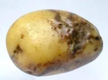 картофите преди
