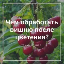 Чим обробити вишню після цвітіння після