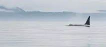 повече подписали