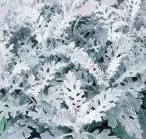 садовій