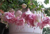 цветя fuchsia