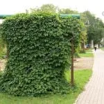 чрез чрез