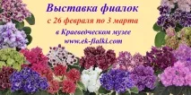ЄК-Фіалки сайт Олени Василівни Коршунової селекція фіалок єк-фіалки