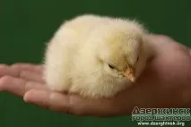 дзержинск миньорите