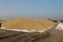 Експеримент із вирощування рису на суху проводять у ЄАО китайські землероби рису