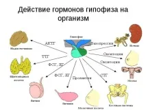 ендокринні