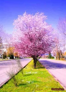 розово етерично