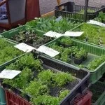 Фермерські ринки у Празі ринок