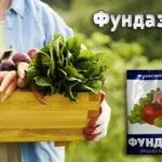 Фунгіцид Максим інструкція із застосування та витрата застосування