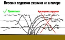 Ожина в Україні врожайні сорти та їх характеристика, найкращі умови для вирощування, посадка ожина