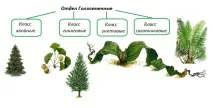 подготовка голосеменни