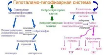 щитовидної