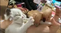 Гаряче молоко молока