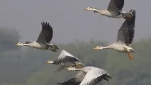 летят гъски