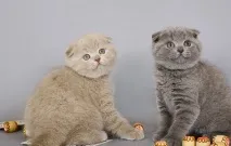 намерим къде