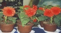 20 фактів про Кім Чен Іру, про які ви не знали знали