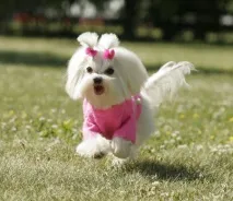 100 SHOW DOG, Chris Christensen, косметика для собак Chris Christensen, шампуні Chris Christensen, chris