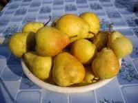 круша ленинградска