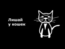Імбир – корисні властивості та застосування кореня імбиру, шкода для чого імбир імбир