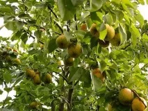 Груша для Ленінградської області сорти, особливості догляду, вирощування та відгуки особливості