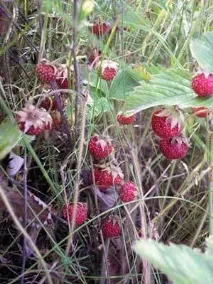 Ідеї для корпоративу на природі ідеї