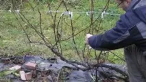 Як формувати виноградний кущ, коли слід це робити, необхідні інструменти, основні способи слід
