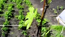 Як формувати виноградний кущ, коли слід це робити, необхідні інструменти, основні способи робити