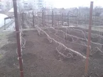 Як формувати виноградний кущ, коли слід це робити, необхідні інструменти, основні способи формувати
