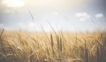 лекуваме окото