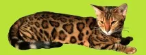 котките след това