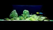 Як зробити дизайн акваріума своїми руками дизайн