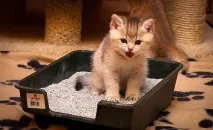обуча обуча