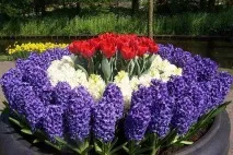 избора градината